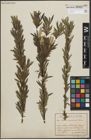 Foto von Salix purpurea L.